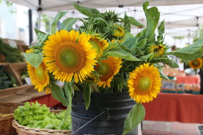 Close-up of yellow flower in pot