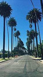 Palm trees against blue sky