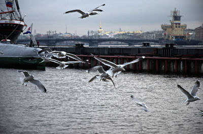 Seagulls flying over harbor in city