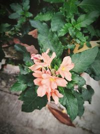 Close-up of flowers blooming outdoors