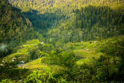 Scenic view of pine trees in forest