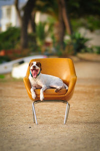 Joyful jack russell terrier with open mouth and tongue out sitting on chair in beach with closed eyes