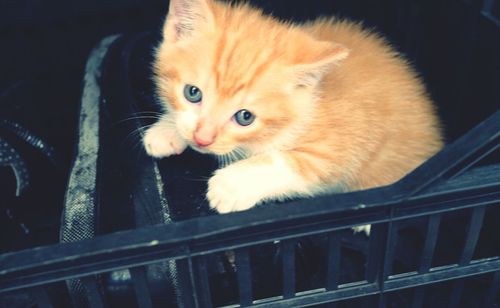 Close-up portrait of kitten