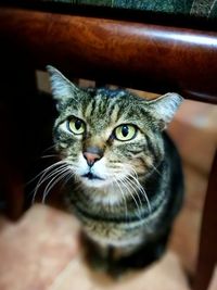 Close-up portrait of cat