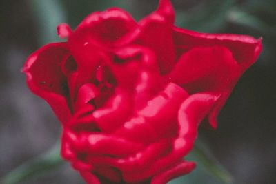 Close-up of pink rose