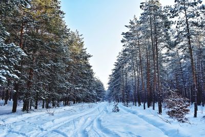 Beautiful winter forest in ukraine