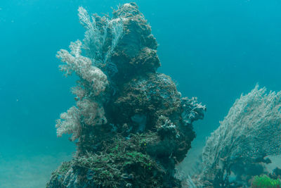 View of coral swimming in sea