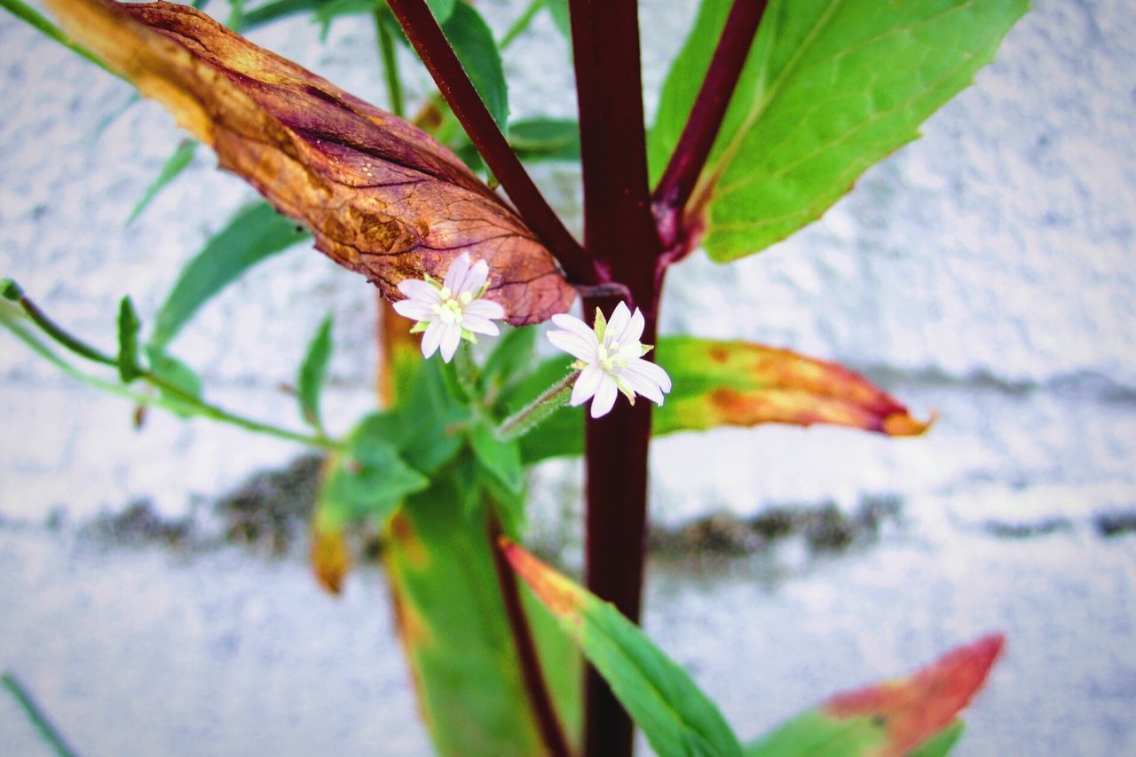 CLOSE-UP OF FLOWERING PLANT AGAINST WATER