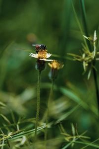 Close-up of bee pollinating flower