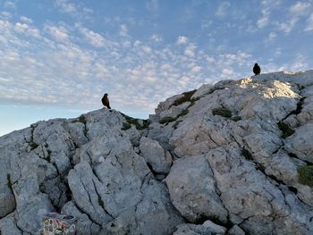 Bird perching on rock