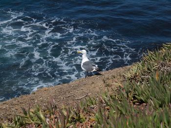 View of birds in water