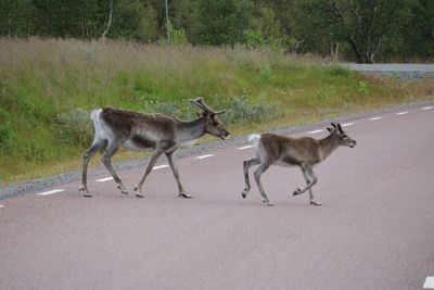 Deer on road