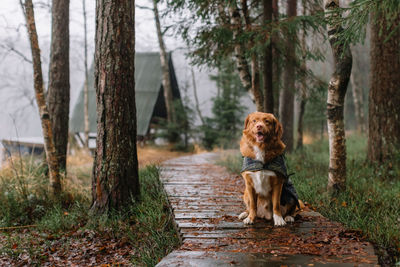 Cute brown nova scotia duck tolling retriever with cape sitting on wooden path in rainy pine forest
