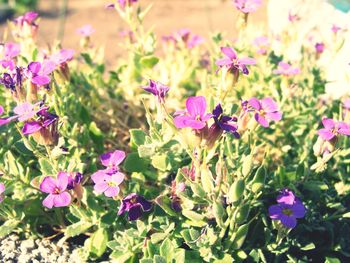 Close-up of pink flowering plants