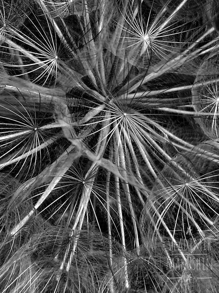 FULL FRAME SHOT OF DANDELIONS