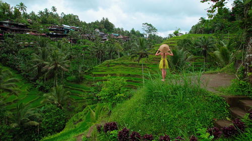 Rear view of woman in rice paddy with hat explores green rice terraces in indonesia.