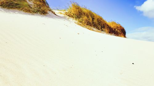 Low angle view of grass on sand dune at beach against sky