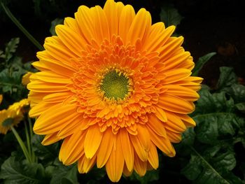 Close-up of orange flower