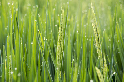 Close-up of wet grass during rainy season