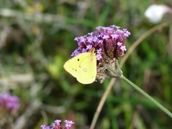 Close-up of butterfly on purple flower