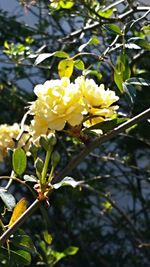 Close-up of yellow flowers blooming outdoors