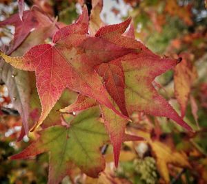 Close-up of maple leaves