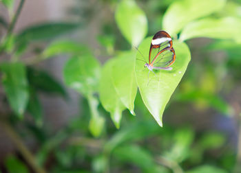 Close-up of insect on plant