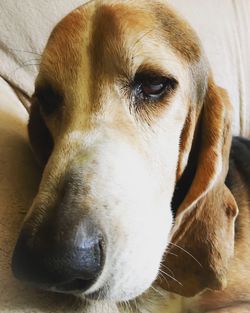 Close-up portrait of dog relaxing