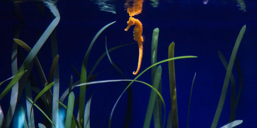 Close-up of fish swimming in sea