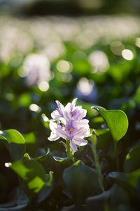 Close-up of flowering plant