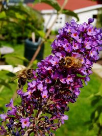 Close-up of bee on purple flowers