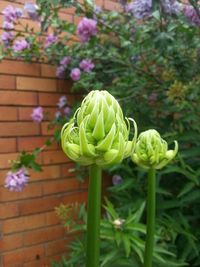 Close-up of flowers