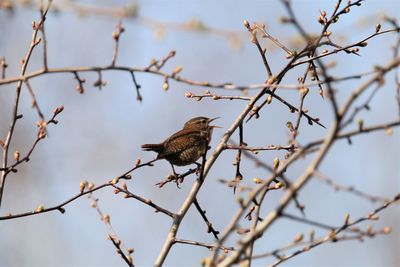 Low angle view of bird perching on tree