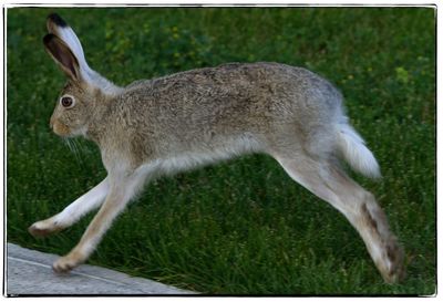 Side view of rabbit on field