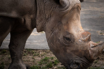 Close-up of rhinoceros