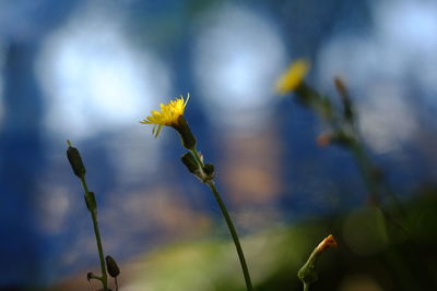 Close-up of yellow flowering plant