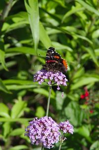 Close-up of butterfly pollinating on pink flower