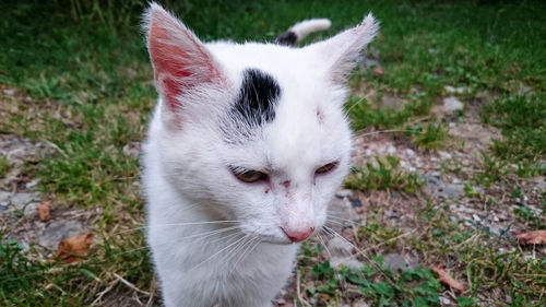 Close-up portrait of white cat