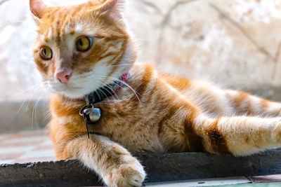 Close-up of a cat looking away