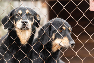 View of dog in cage