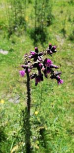 Close-up of purple flowering plants on land