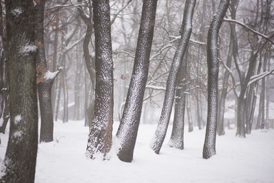 Bare trees in forest during winter