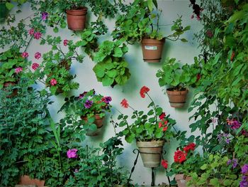 Potted plants on wall