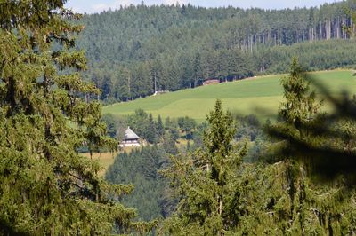 Scenic view of trees growing on field