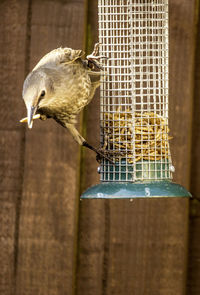 Close-up of bird perching on wood