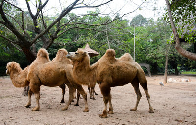 Bactrian camels on field