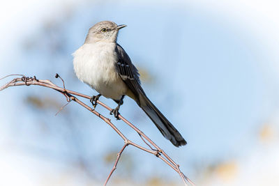 Low angle view of bird perching on branch