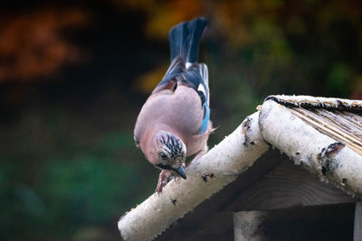 Close-up of bird perching on wood