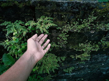 Cropped hands of man against plants