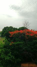 Red flowers growing on tree against sky